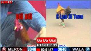 Trận 37 CPC1 10/04/2025 - Bối Bối Vĩnh Long Đụng Đối Thủ Nặng Ký Chị Lan Xì Teen