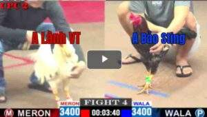 Trận 4 CPC2 11/04/2025 - Bảo Sting Gặp A Lành Vũng Tàu Cặp Đấu Duyên Nợ