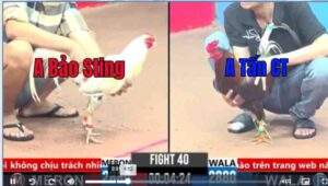 Trận 40 CPC3 01/04/2025 - Bướm Hiệu Bảo Sting Cứu Anh Em Một Chén