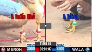 Trận 40 CPC3 08/04/2025 - Điều Cọp A Tửng Ra Quân Hạ Đối Thủ Nhẹ Nhàng