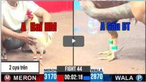 Trận 44 CPC3 09/04/2025 - Trận Xổ 300 Và Kèo Lạ Của 2 Cánh Gà CPC3