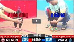 Trận 53 CPC3 01/04/2025 - Gà Phèn Cọp Bảo Sting Tiếp Tục Đưa Anh Em Về Bờ