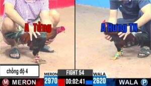 Trận 54 CPC3 08/04/2025 - Điều Cọp Chồng Độ 4 Xuất Sắc Đánh Bại Đối Thủ Để Trở Thành Gà Danh