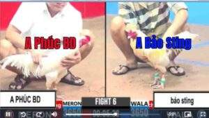 Trận 6 CPC3 01/04/2025 - Chú Phúc Bình Dương Và Bảo Sting Xổ 1 Tỏi