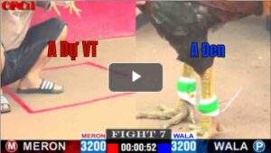 Trận 7 CPC1 12/04/2025 - Điều Hiệu A Dự Vũng Tàu Đung Điều Xanh Mẻ Hiệu A Tính Gà King