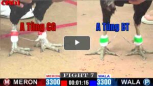 Trận 7 CPC1 26/04/2025