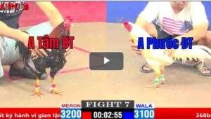 Trận 7 CPC2 06/04/2025 - Trận Đấu Kịch Tính Giữa A Tâm BT Và A Phước ĐT