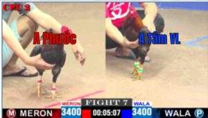 Trận 7 CPC2 11/04/2025 - A Bảo Sting Có Trận Thắng Đầu Tiện Hôm Nay