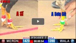 Trận 8 CPC1 14/04/2025 - Bồ Tuấn Sĩ Gặp Cọp Chịu Không Nổi Xỉu Tại Chỗ