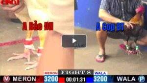 Trận 8 CPC1 19/04/2025