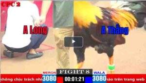 Trận 8 CPC2 02/04/2025 - Long Thomo Gặp May Mắn Khi Tưởng Thua Thành Thắng Hôm Nay