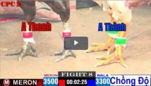 Trận 8 CPC2 30/04/2025