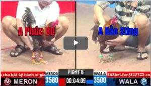 Trận 8 CPC3 01/04/2025 - Trận Đấu Xổ 500 Chú Phúc Bình Dương Và Bảo Sting