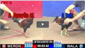 Trận 9 CPC2 09/04/2025 - A Ton Tiền Giang Gặp Cọp Đồng Tháp Hôm Nay Tại CPC2