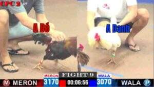 Trận 9 CPC2 11/04/2025 - A Bảo Sting Có Trận Thắng Thứ 2 Liên Tiếp Hôm Nay