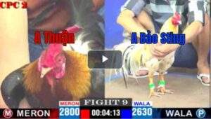 Trận 9 CPC2 18/04/2025