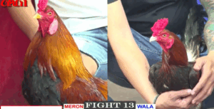 Hàng Hiệu Tính Gà King Xuất Trận - Trận 13 CPC1 19/5/2025