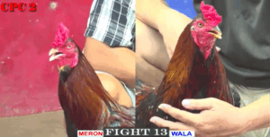 Bông Cọp Bảo Sting Khiến Anh Em Bất Ngờ - Trận 13 CPC2 16/5/2025