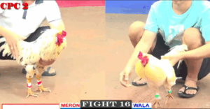 Bảo Sting Túng Quá Làm Liều Chấp 4 Chấm - Trận 16 CPC2 16/5/2025