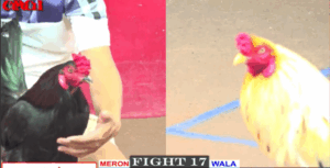 Gà Ô Ông Thầy Chồng Độ Đụng Anh Dự - Trận 17 CPC1 17/5/2025