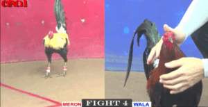 Bảo Sting Tung Hàng Nhập Ra Sân - Trận 4 CPC1 15/5/2025