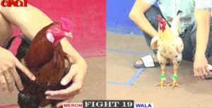 Mr Cùi Ôm Bướm Cọp Ra Sân Đá Đúng 1 Chân - Trận 19 CPC1 17/5/2025