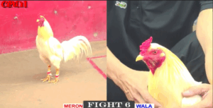 Úa Hiệu Bảo Sting Ra Giết Cọp Campuchia - Trận 6 CPC1 15/5/2025