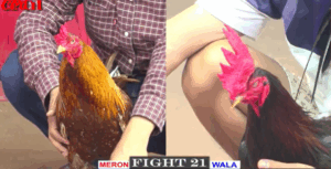 Ông Thầy Ra Sân Trận Cuối Cùng Hôm Nay - Trận 21 CPC1 17/5/2025