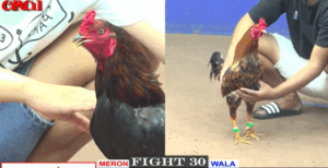 Anh Tùng Mìn Ôm Gà Chồng Độ Vào Sân - Trận 30 CPC1 17/5/2025