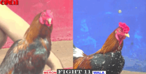 Thắng Le Ngang Tàn Chấp Bảo Sting Nặng Đô - Trận 11 CPC1 15/5/2025