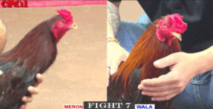 Khang CR7 Lấy Gà Idol Vào Sân Và Cái Kết - Trận 7 CPC1 17/5/2025