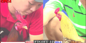 Bảo Sting Chơi Liều Một Phen Ăn Đậm Trận Này - Trận 12 CPC1 15/5/2025