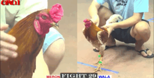 Bảo Sting Chấp Tính Gà King Tới 3 Chấm Gà - Trận 29 CPC1 15/5/2025