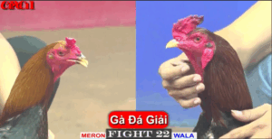 Mạnh Bến Tre Ra Sân Tại Trận Giải Đầu Tiên - Trận 22 CPC1 15/5/2025