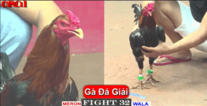 Mạnh Bến Tre Khiến Bảo Sting Chỉ Còn Là Cái Tên - Trận 32 CPC1 15/5/2025