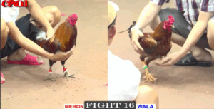 Má Minh Hạ Tùng Mìn Đẳng Cấp - Trận 16 CPC1 19/5/2025