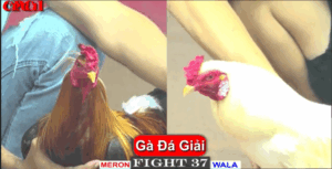 Mạnh Bến Tre Tàn Sát Võ Lâm Tại Giải - Trận 37 CPC1 15/5/2025