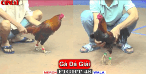 Mạnh Bến Tre Lên Ngôi Vô Địch Hôm Nay - Trận 48 CPC1 15/5/2025