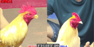 Dự Vũng Tàu Tiếp Tính Gà King Hôm Nay - Trận 26 CPC1 19/5/2025