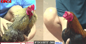 Tính Gà King Phục Thù Thành Công Dự Vũng Tàu - Trận 36 CPC1 19/5/2025