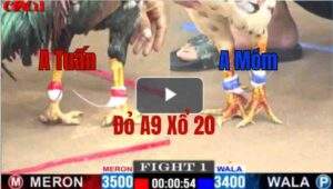 Trận 1 CPC1 20/05/2025