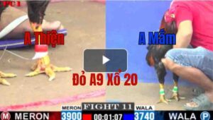 Trận 11 CPC1 22/05/2025