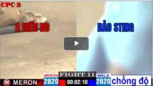 Trận 11 CPC2 04/05/2025