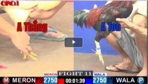 Trận 11 CPC2 06/05/2025