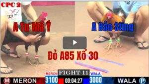 Trận 11 CPC2 09/05/2025