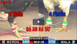 Trận 13 CPC2 14/05/2025