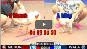 Trận 14 CPC2 21/05/2025