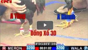 Trận 16 CPC1 13/05/2025