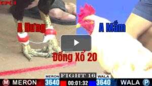 Trận 16 CPC1 22/05/2025