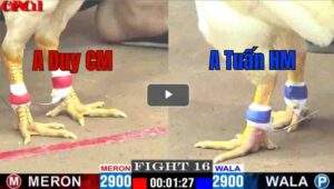 Trận 16 CPC2 06/05/2025